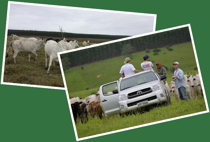 WJ AGRO - Quem Somos